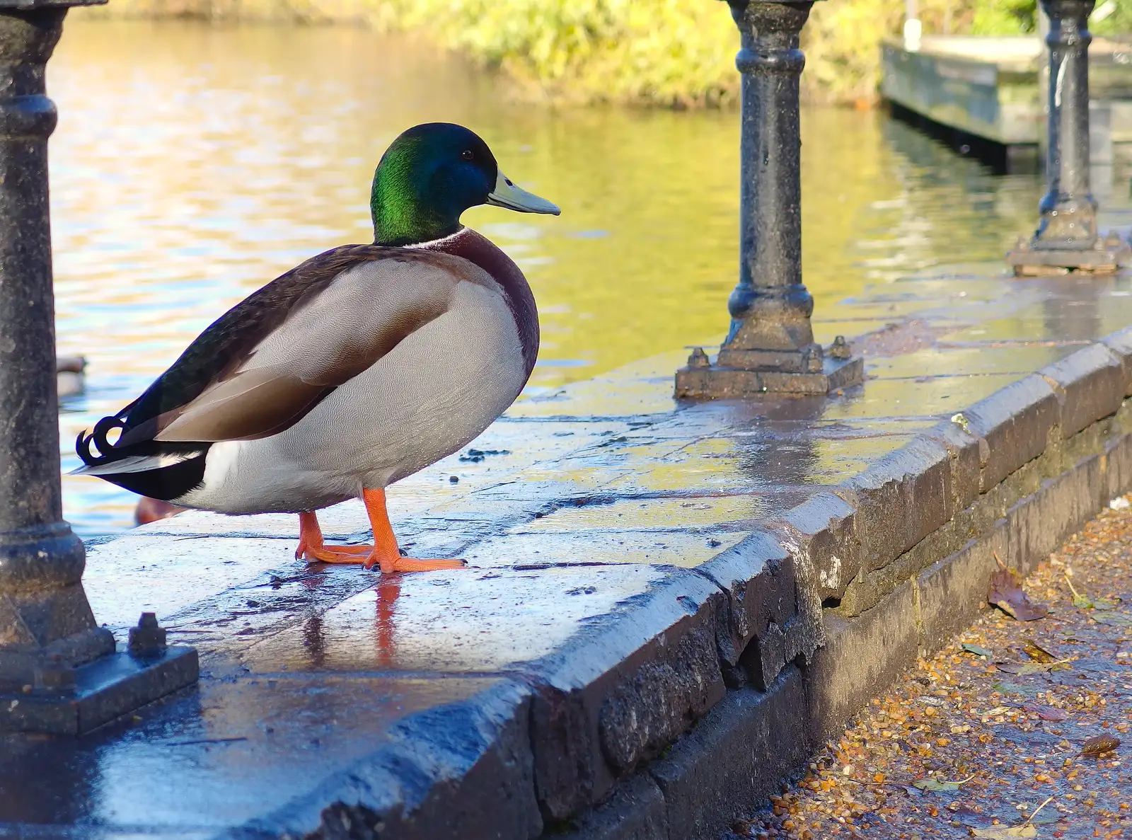 A mallard on the wall by the Mere, from More Building and Palgrave Playground, Suffolk - 24th November 2013