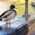 A mallard on the wall by the Mere, More Building and Palgrave Playground, Suffolk - 24th November 2013