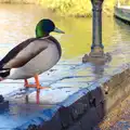 A mallard on the wall by the Mere, More Building and Palgrave Playground, Suffolk - 24th November 2013