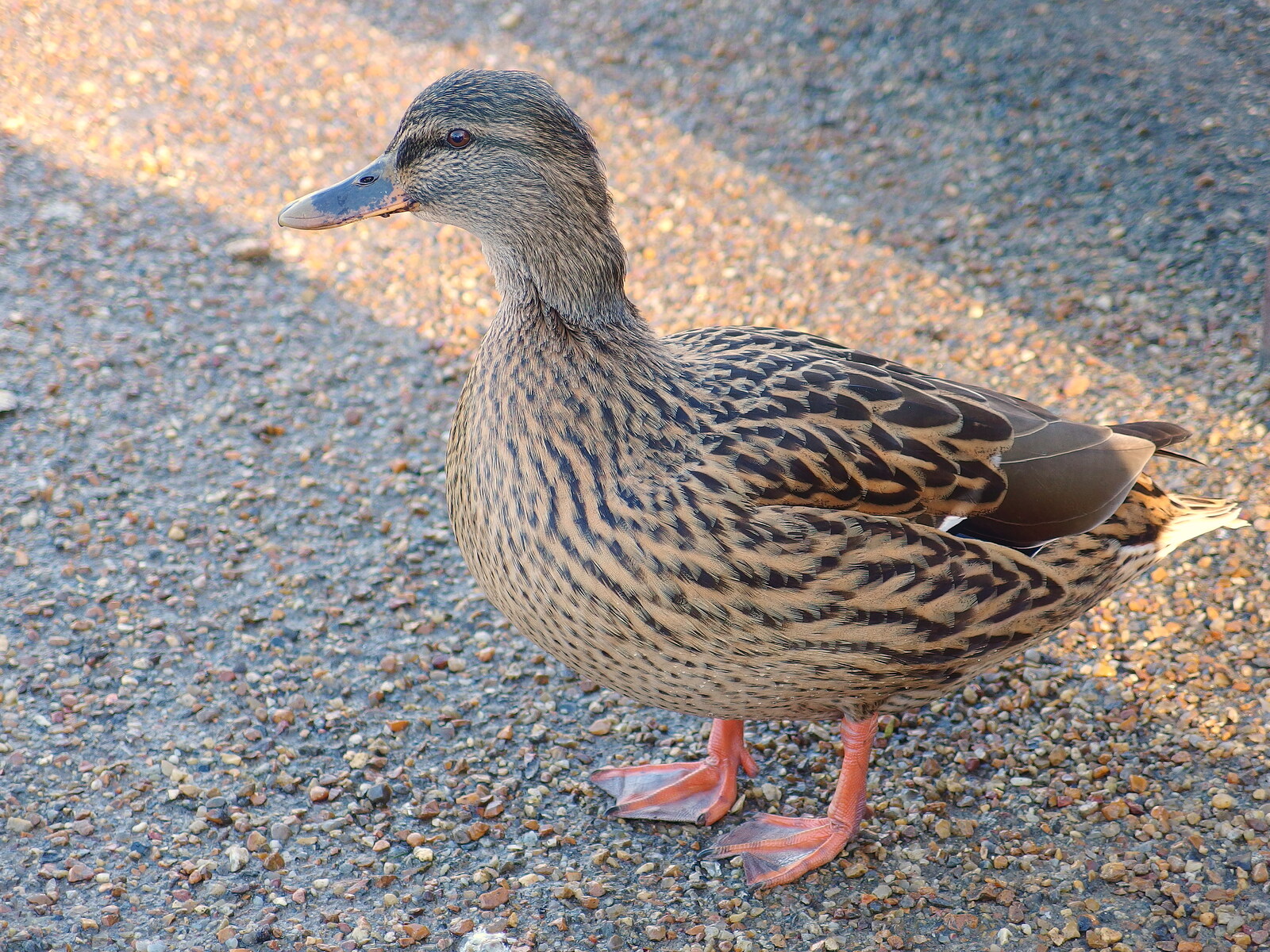 More Building and Palgrave Playground, Suffolk - 24th November 2013: A duck waddles around by the Mere