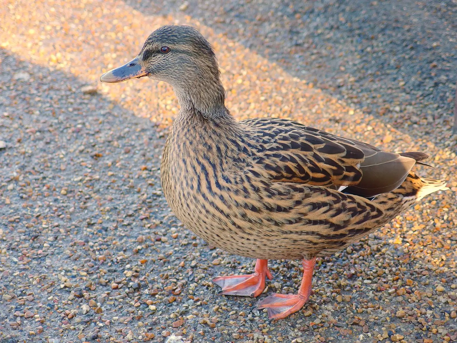 A duck waddles around by the Mere, from More Building and Palgrave Playground, Suffolk - 24th November 2013