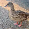 A duck waddles around by the Mere, More Building and Palgrave Playground, Suffolk - 24th November 2013