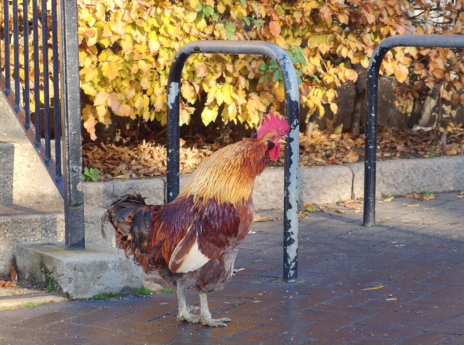 More Building and Palgrave Playground, Suffolk - 24th November 2013: A cockerel struts about