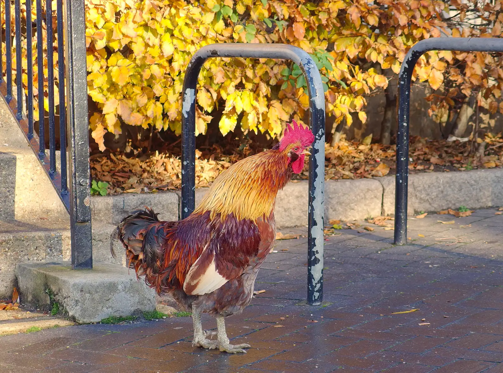 A cockerel struts about, from More Building and Palgrave Playground, Suffolk - 24th November 2013