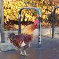 A cockerel struts about, More Building and Palgrave Playground, Suffolk - 24th November 2013