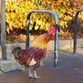 A cockerel struts about, More Building and Palgrave Playground, Suffolk - 24th November 2013