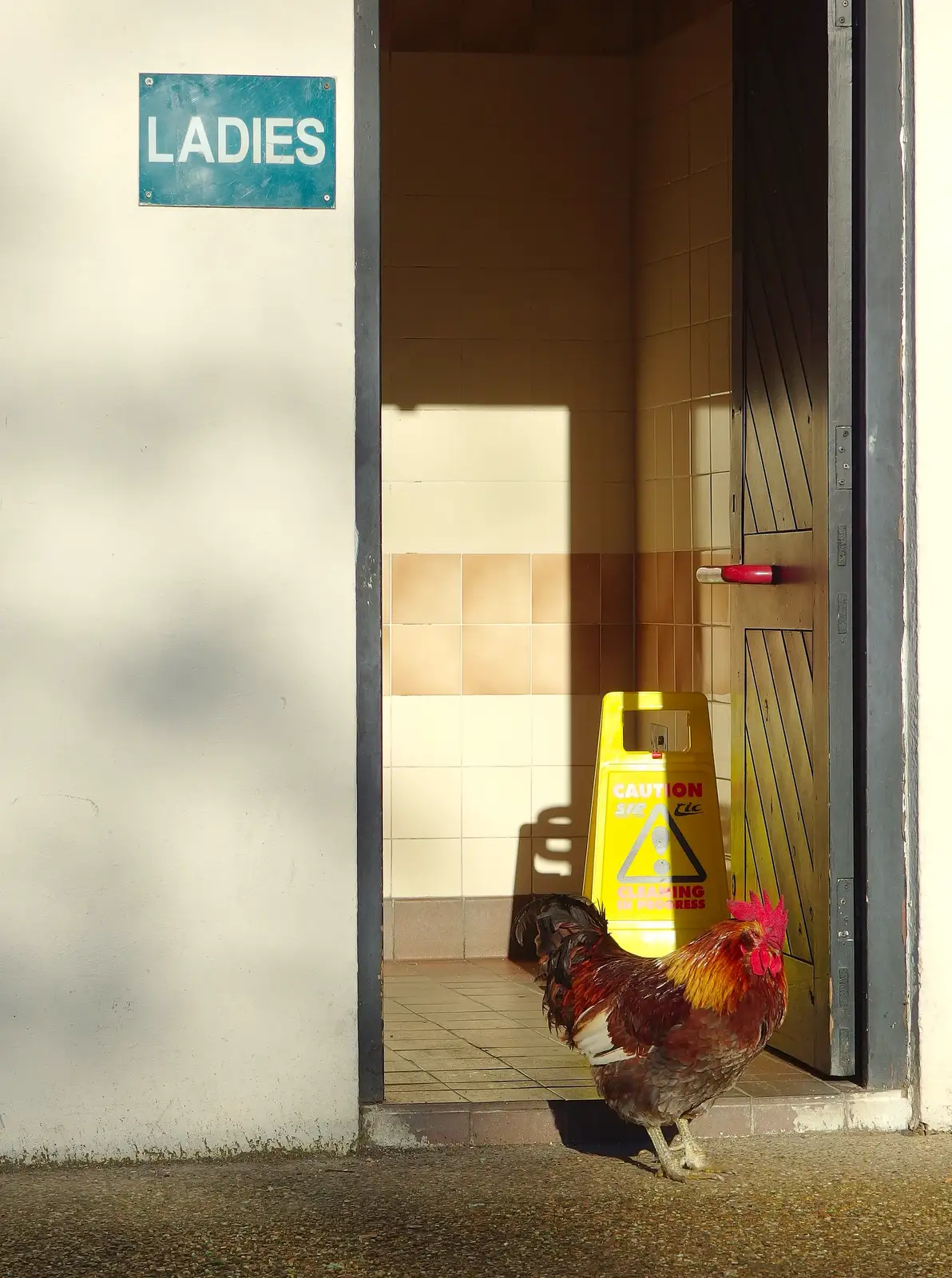 A cockerel comes out of the girls' bogs, from More Building and Palgrave Playground, Suffolk - 24th November 2013