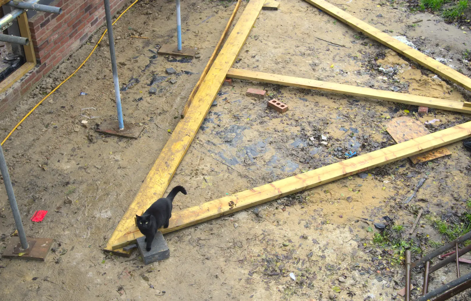 Millie Cat roams around on the primary rafter, from More Building and Palgrave Playground, Suffolk - 24th November 2013