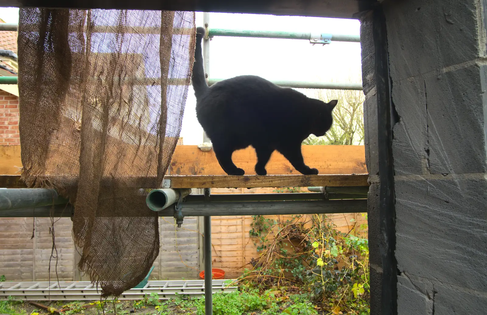 Millie mooches about, from More Building and Palgrave Playground, Suffolk - 24th November 2013