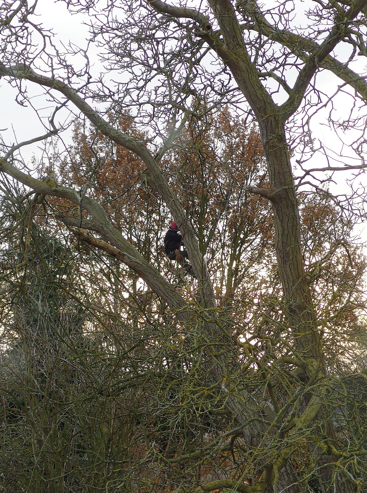 There's a bloke up the tree in the garden from Saturday Café Life, Diss, Norfolk - 14th December 2013