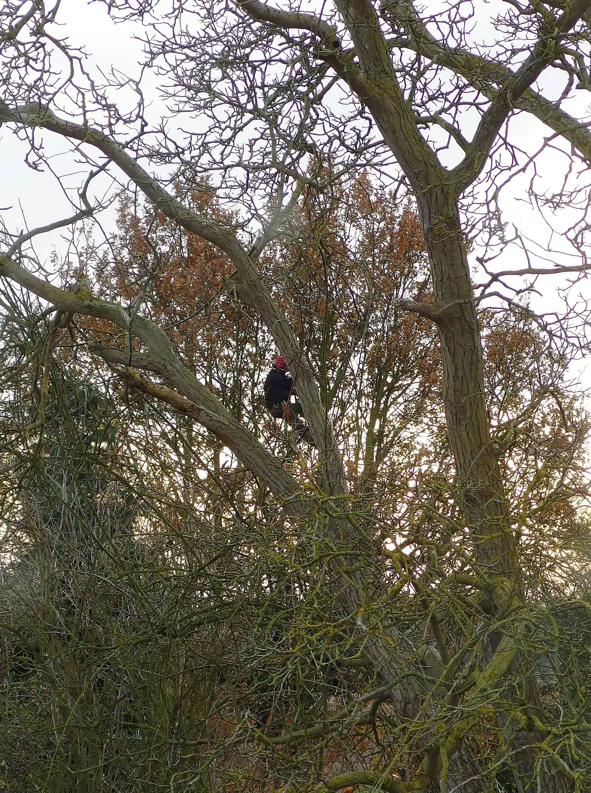 There's a bloke up the tree in the garden, from Saturday Café Life, Diss, Norfolk - 14th December 2013