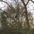 There's a bloke up the tree in the garden, Saturday Café Life, Diss, Norfolk - 14th December 2013