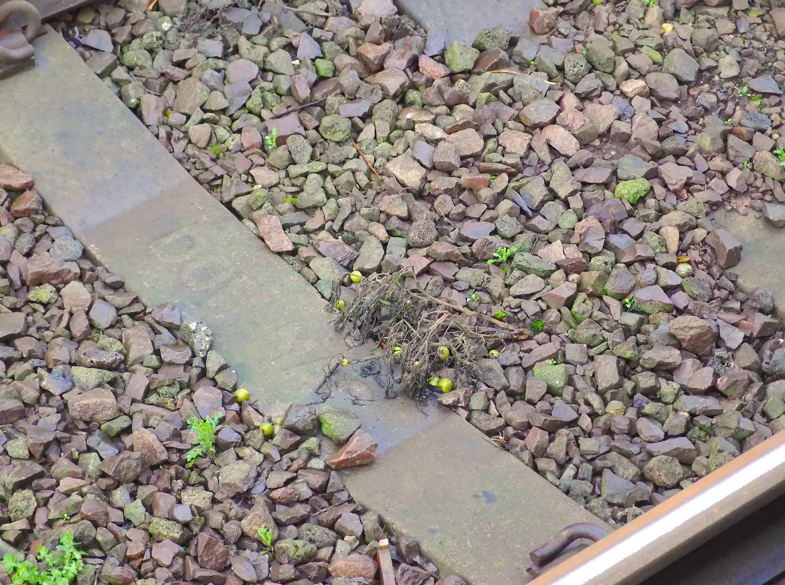 Poo tomatoes on the tracks at Diss, from A Christmas Party, Brome, Suffolk - 21st December 2013