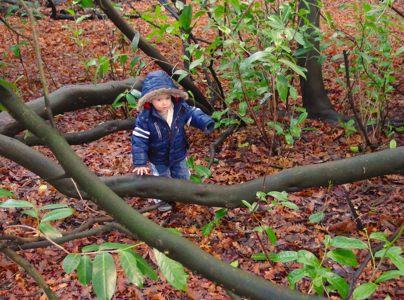 Harry in the Climbey Tree, from A Boxing Day Walk, Thornham Estate, Suffolk - 26th December 2013