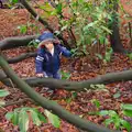 Harry in the Climbey Tree, A Boxing Day Walk, Thornham Estate, Suffolk - 26th December 2013