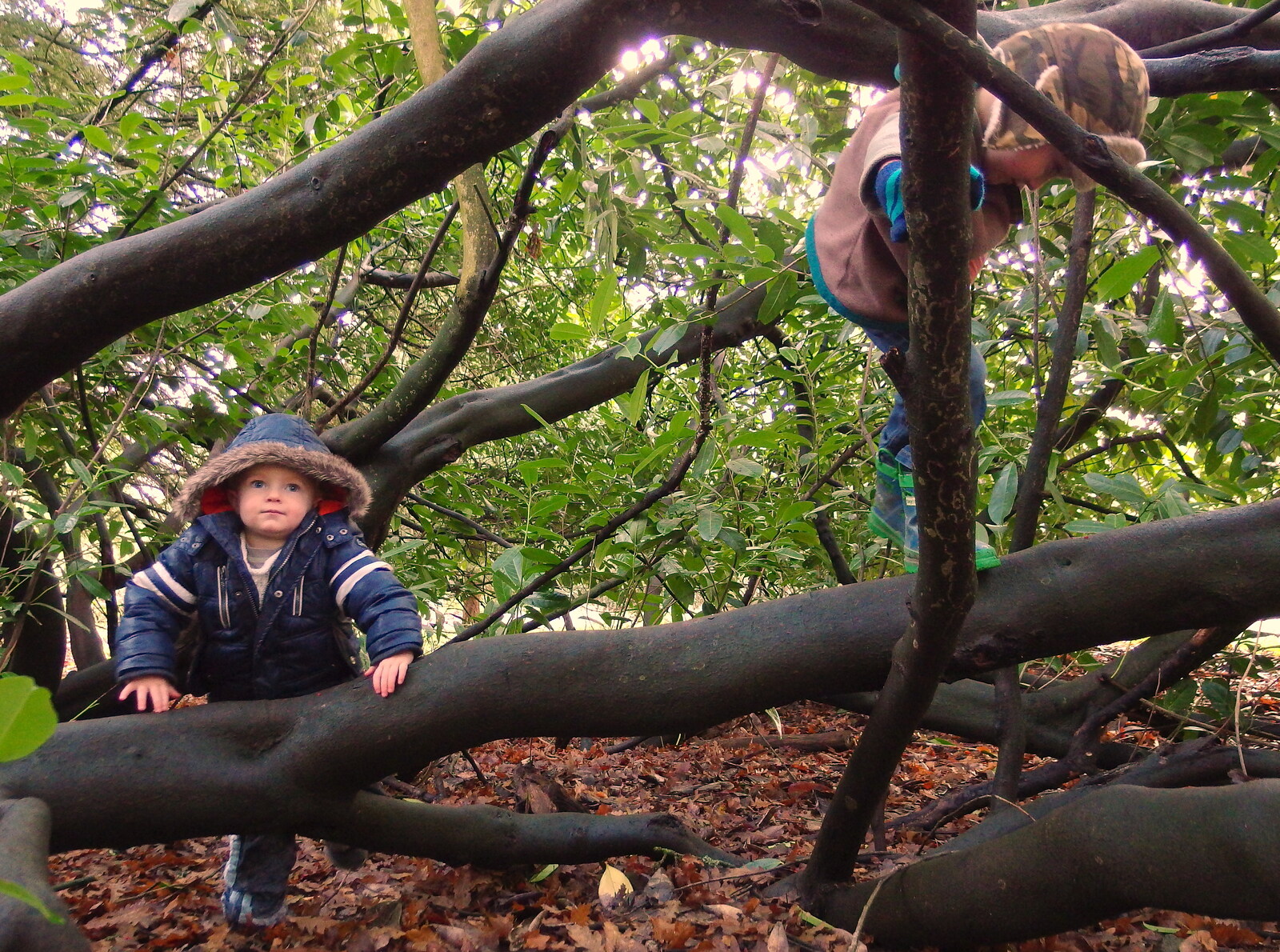 The boys climb a tree from A Boxing Day Walk, Thornham Estate, Suffolk - 26th December 2013
