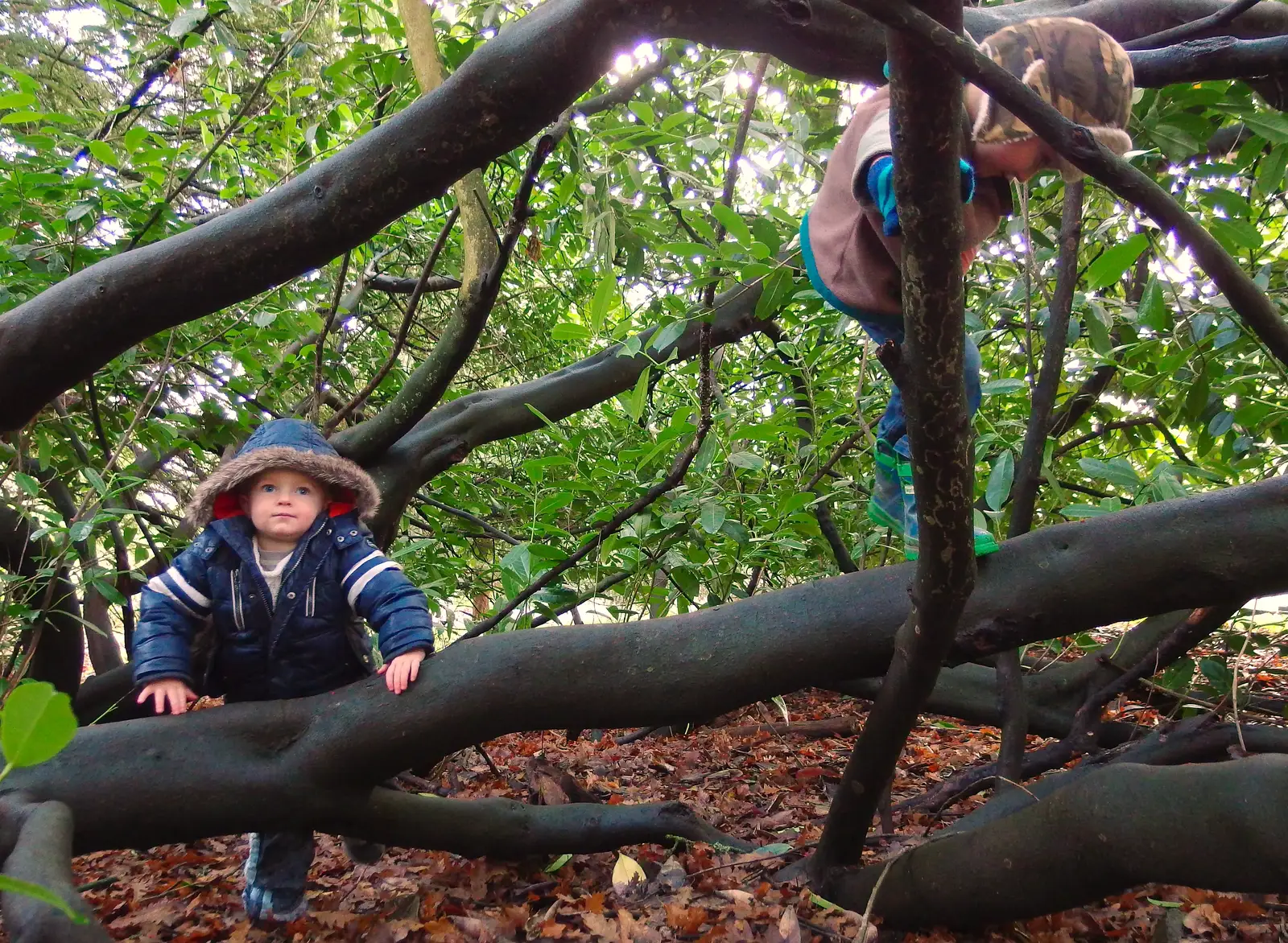 The boys climb a tree, from A Boxing Day Walk, Thornham Estate, Suffolk - 26th December 2013