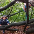 The boys climb a tree, A Boxing Day Walk, Thornham Estate, Suffolk - 26th December 2013