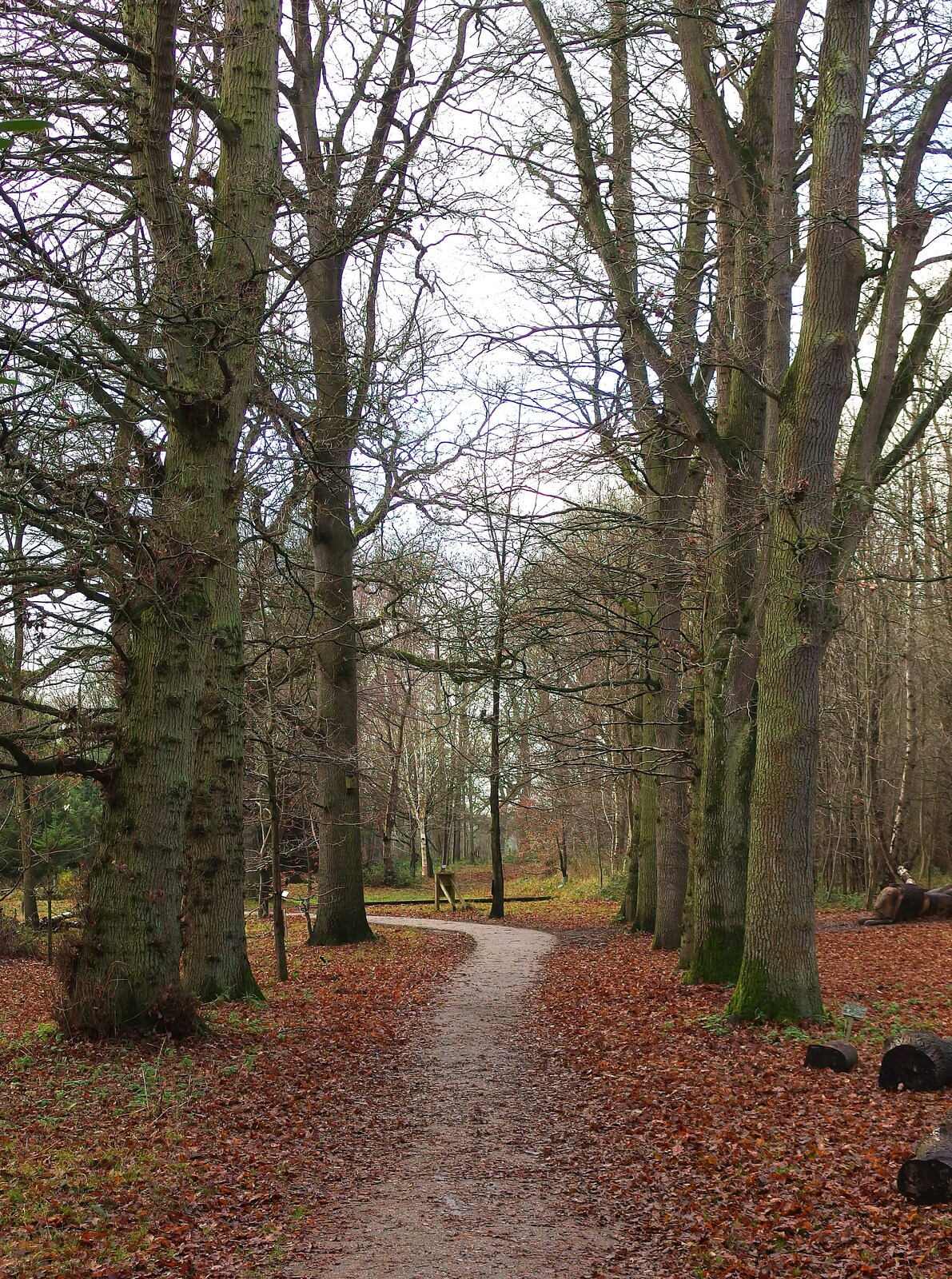 A tree-lined path from A Boxing Day Walk, Thornham Estate, Suffolk - 26th December 2013
