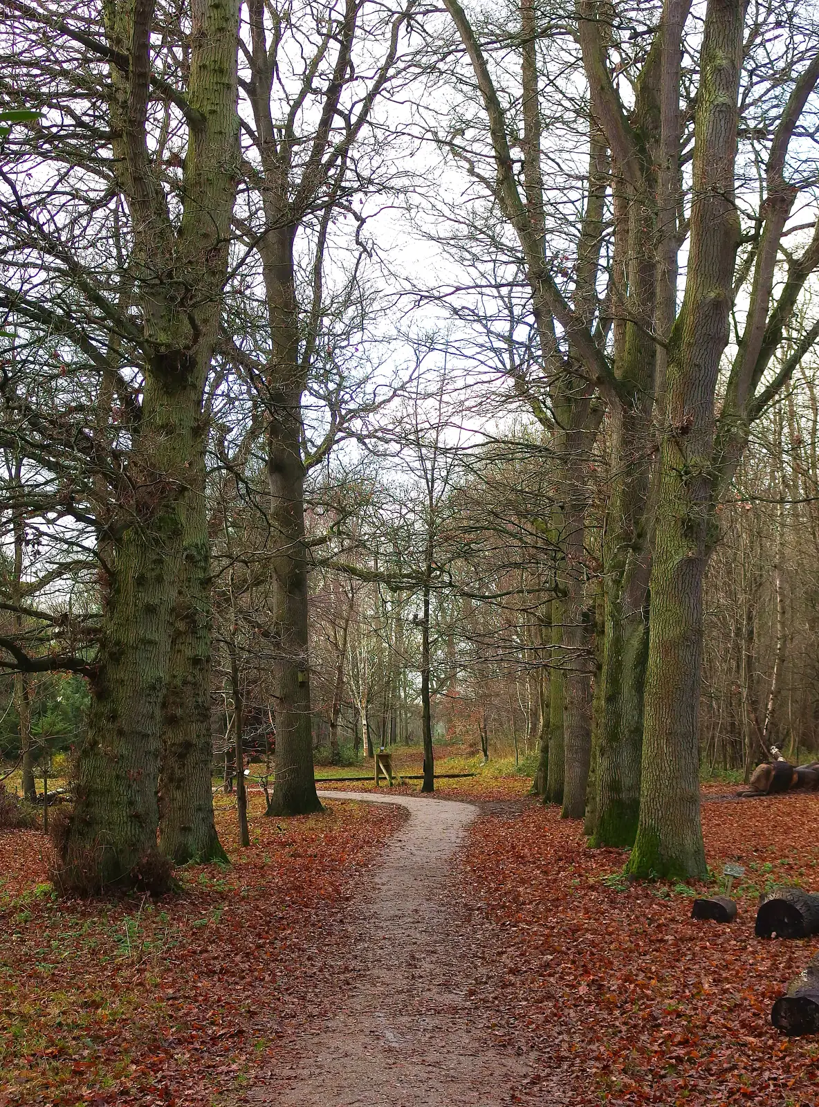 A tree-lined path, from A Boxing Day Walk, Thornham Estate, Suffolk - 26th December 2013