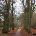 A tree-lined path, A Boxing Day Walk, Thornham Estate, Suffolk - 26th December 2013