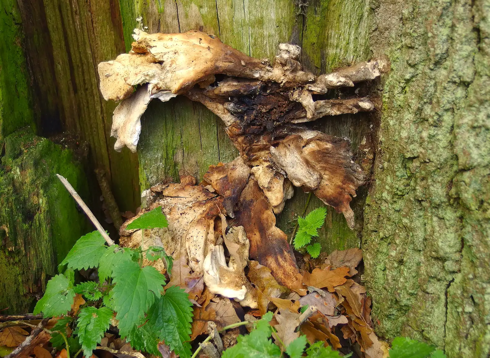 Funky fungus, from A Boxing Day Walk, Thornham Estate, Suffolk - 26th December 2013