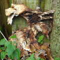 Funky fungus, A Boxing Day Walk, Thornham Estate, Suffolk - 26th December 2013