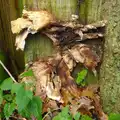 Funky fungus, A Boxing Day Walk, Thornham Estate, Suffolk - 26th December 2013