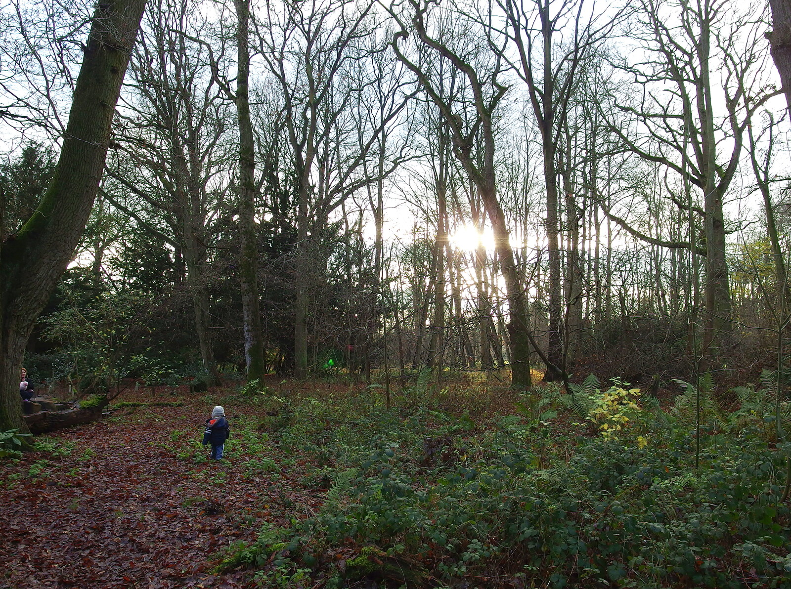 Harry in the woods from A Boxing Day Walk, Thornham Estate, Suffolk - 26th December 2013