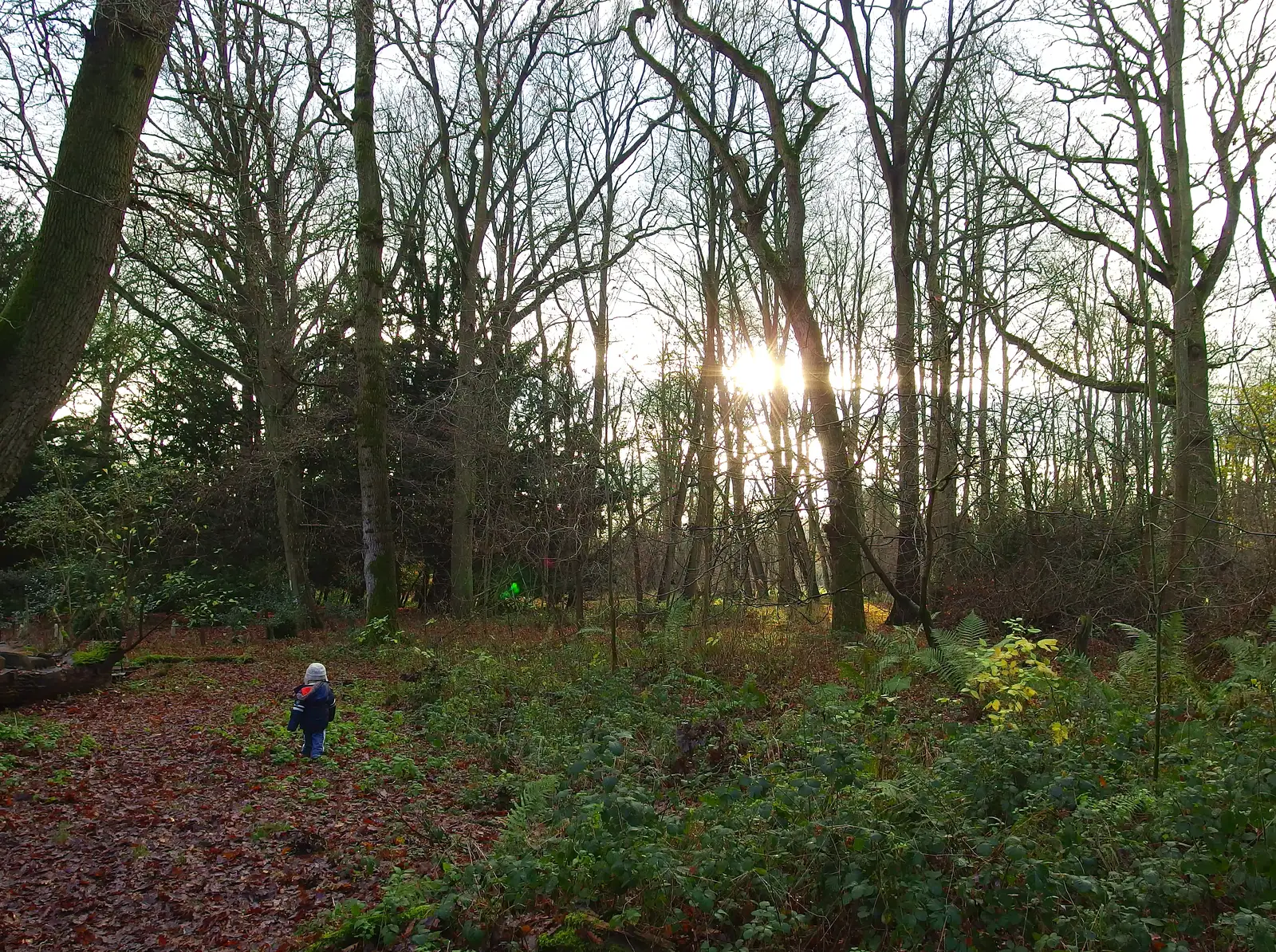 Harry in the woods, from A Boxing Day Walk, Thornham Estate, Suffolk - 26th December 2013