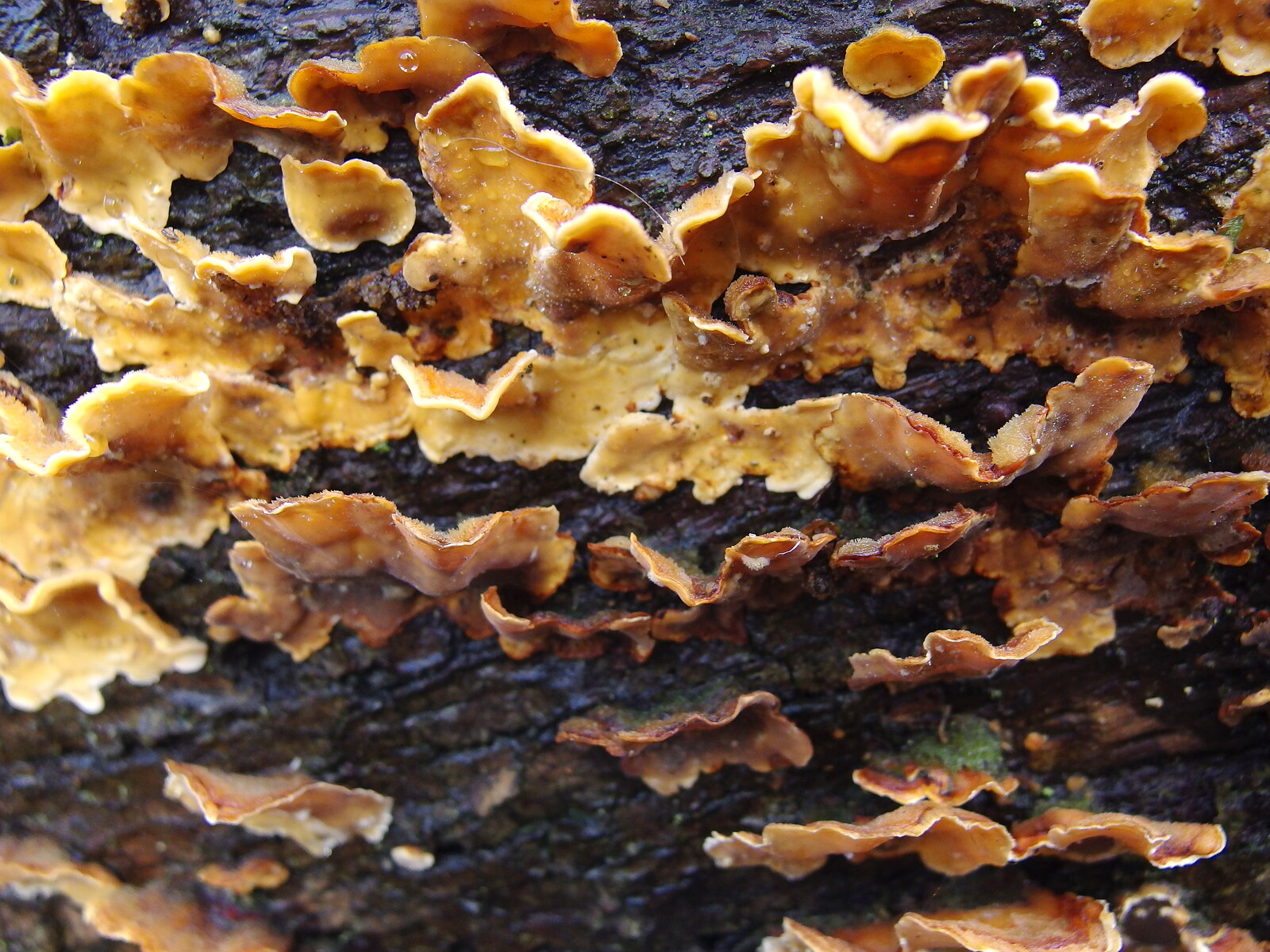 More funky fungus from A Boxing Day Walk, Thornham Estate, Suffolk - 26th December 2013