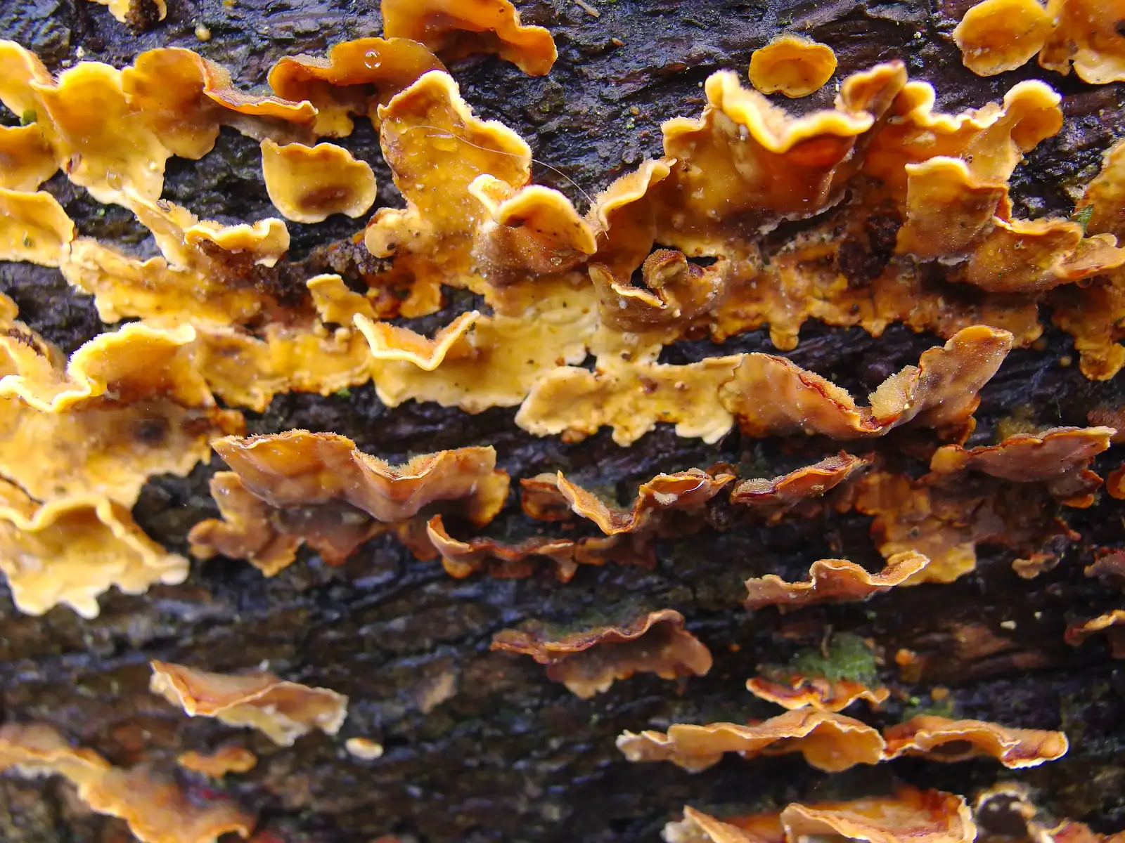 More funky fungus, from A Boxing Day Walk, Thornham Estate, Suffolk - 26th December 2013