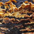 More funky fungus, A Boxing Day Walk, Thornham Estate, Suffolk - 26th December 2013