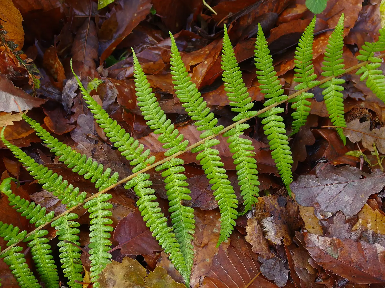 Bright green fern on brown leaves, from A Boxing Day Walk, Thornham Estate, Suffolk - 26th December 2013