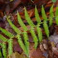 Bright green fern on brown leaves, A Boxing Day Walk, Thornham Estate, Suffolk - 26th December 2013