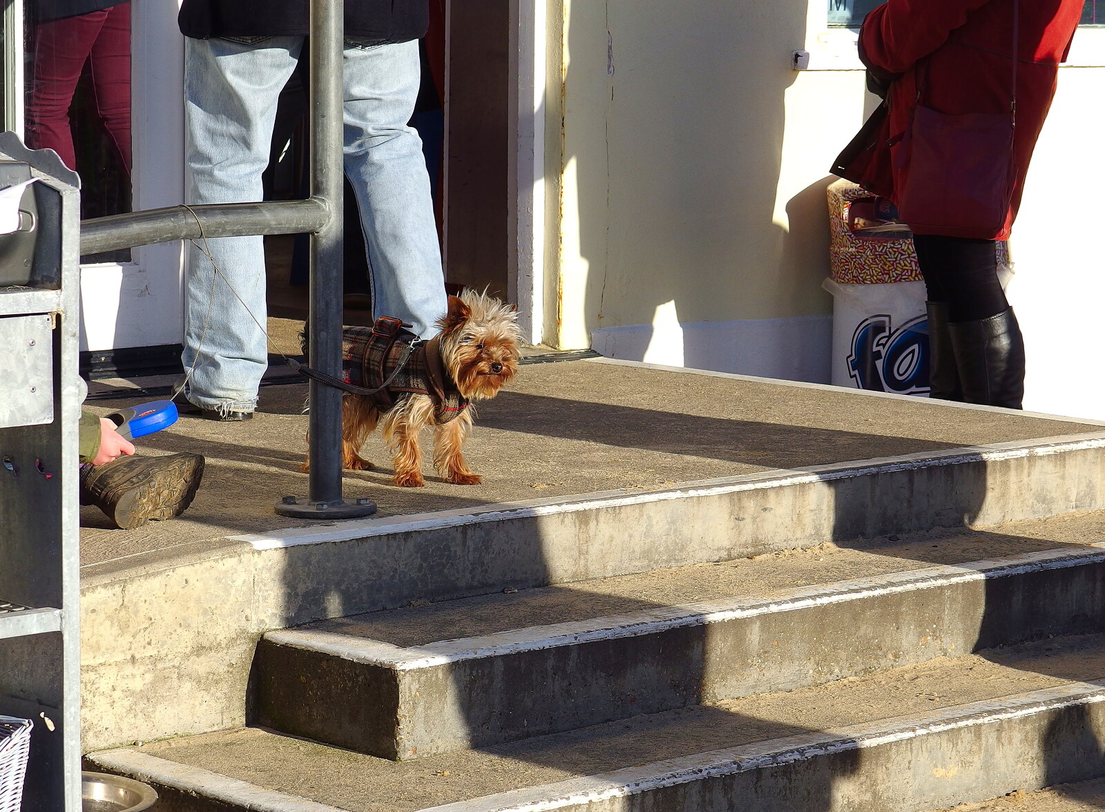 An absurd-looking scottie on a string from Post-Christmas Southwold, Suffolk - 29th December 2013