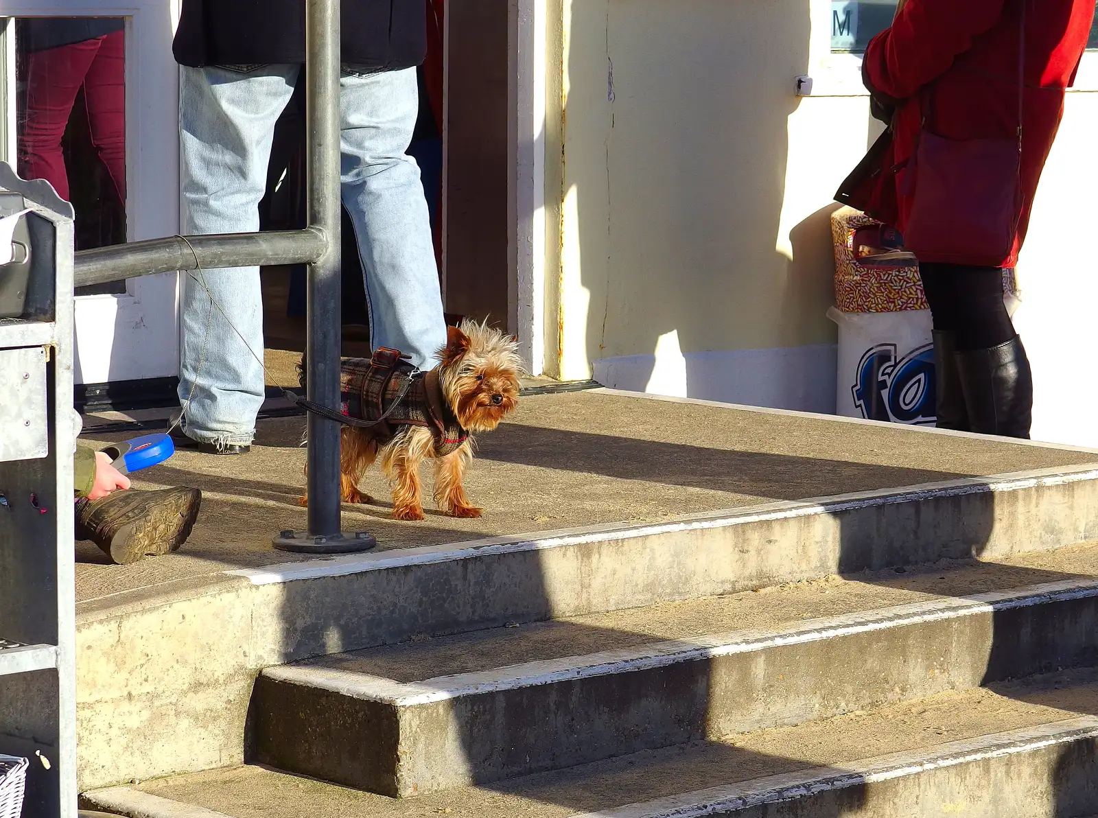 An absurd-looking scottie on a string, from Post-Christmas Southwold, Suffolk - 29th December 2013