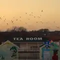 Birds take flight over the Tea Room, Post-Christmas Southwold, Suffolk - 29th December 2013