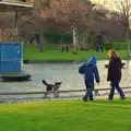 A dog has a swim, A Trip to Monkstown Farm and Blackrock, County Dublin, Ireland - 2nd January 2014