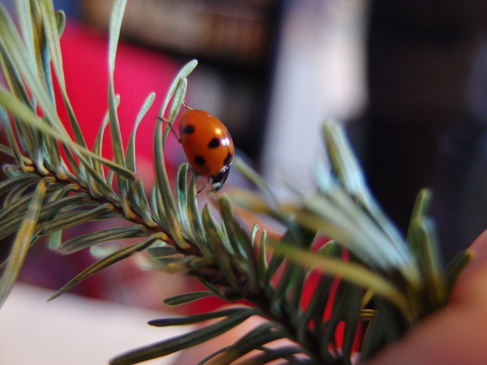 Christmas trees have ladybirds living in them from Dun Laoghaire and an Electrical Disaster, Monkstown, County Dublin, Ireland - 4th January 2014