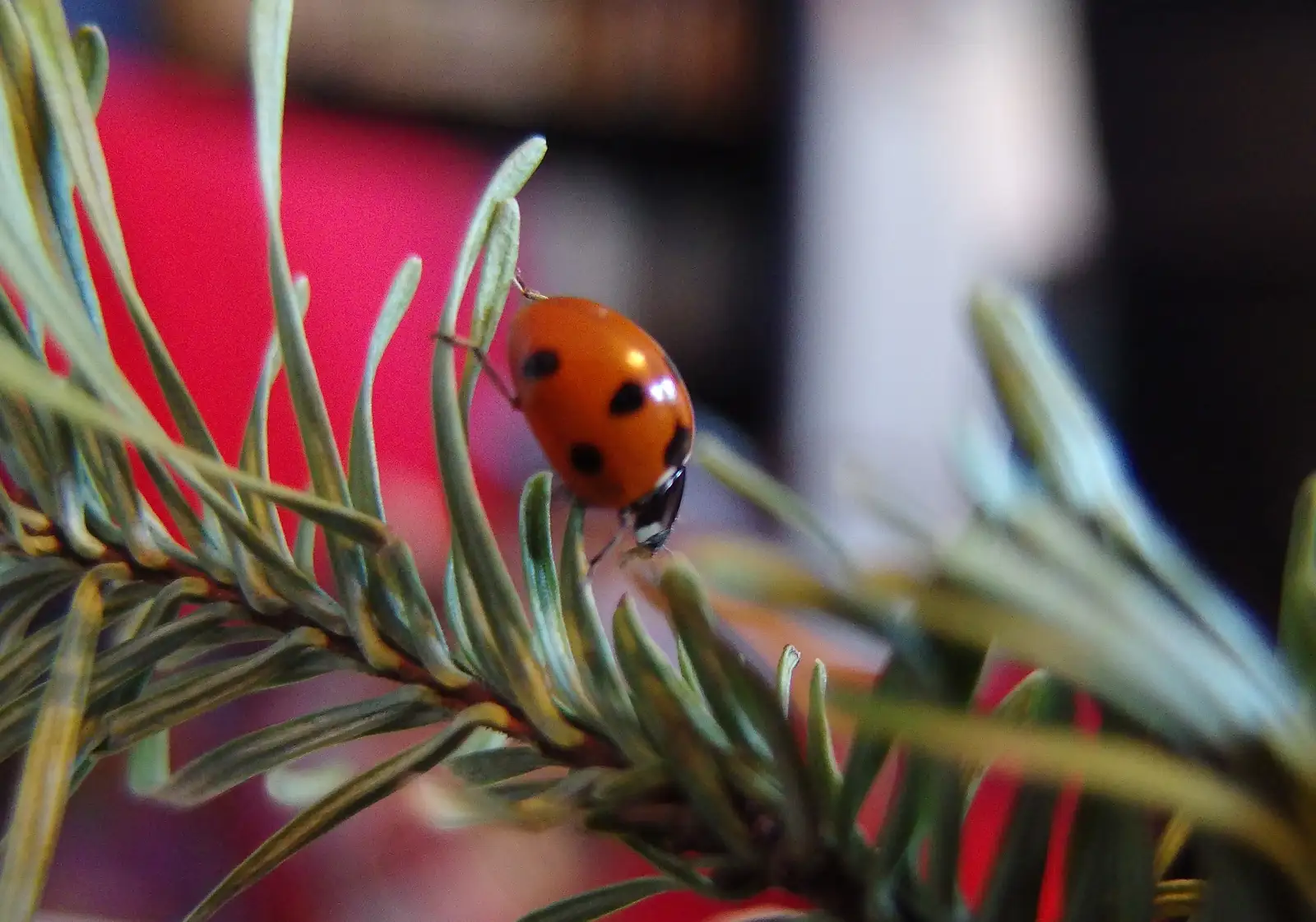 Christmas trees have ladybirds living in them, from Dun Laoghaire and an Electrical Disaster, Monkstown, County Dublin, Ireland - 4th January 2014