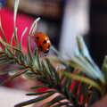 Christmas trees have ladybirds living in them, Dun Laoghaire and an Electrical Disaster, Monkstown, County Dublin, Ireland - 4th January 2014