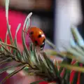 Christmas trees have ladybirds living in them, Dun Laoghaire and an Electrical Disaster, Monkstown, County Dublin, Ireland - 4th January 2014