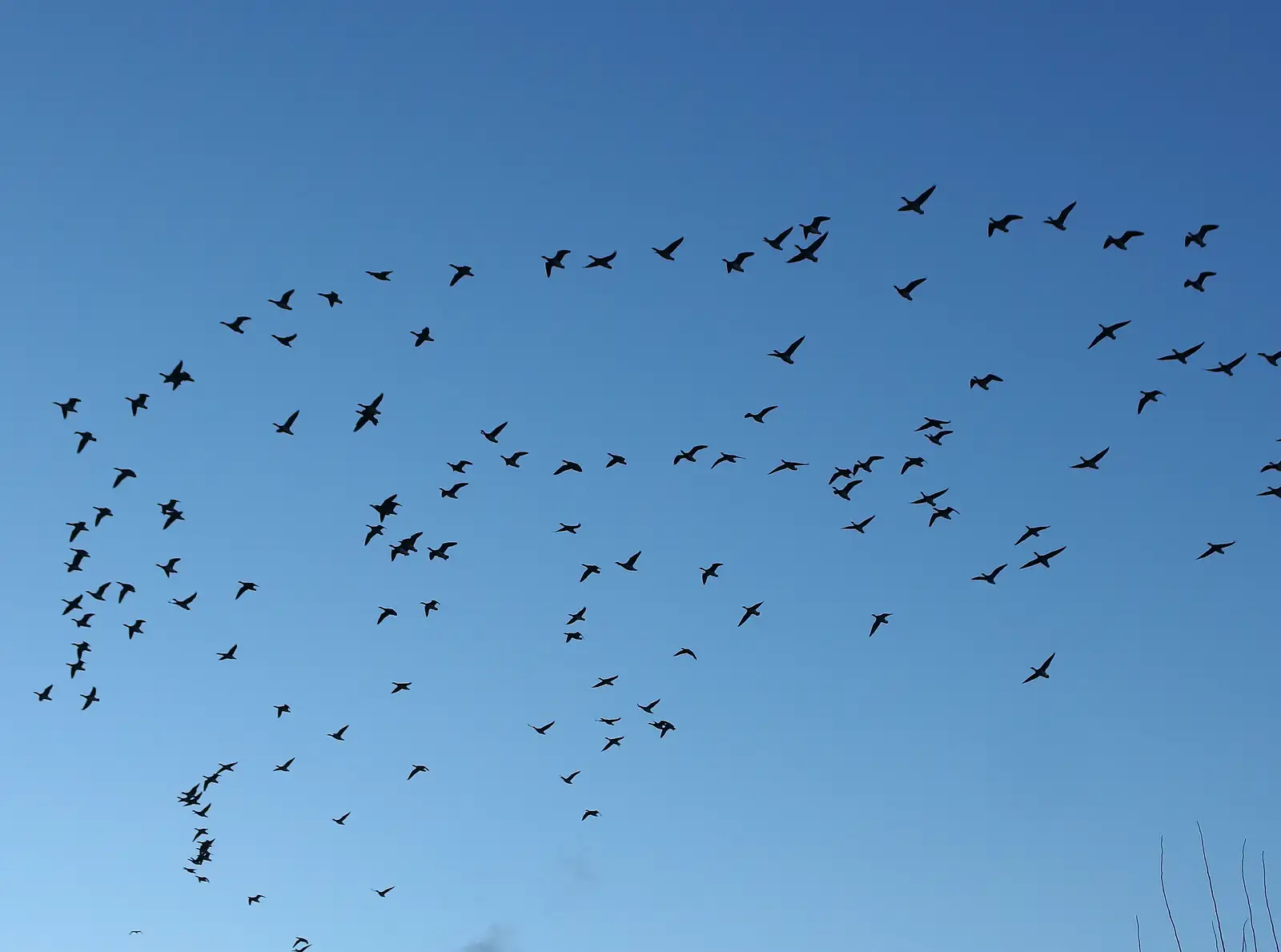 Birds fly away over the trees of Blackrock Park, from Dun Laoghaire and an Electrical Disaster, Monkstown, County Dublin, Ireland - 4th January 2014