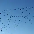 Birds fly away over the trees of Blackrock Park, Dun Laoghaire and an Electrical Disaster, Monkstown, County Dublin, Ireland - 4th January 2014