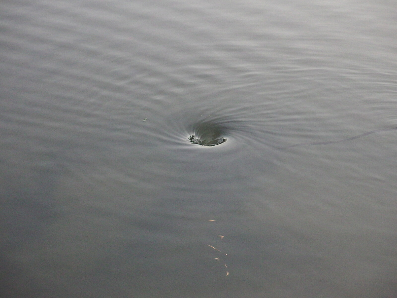There's a small whirlpool in the pond from Dun Laoghaire and an Electrical Disaster, Monkstown, County Dublin, Ireland - 4th January 2014