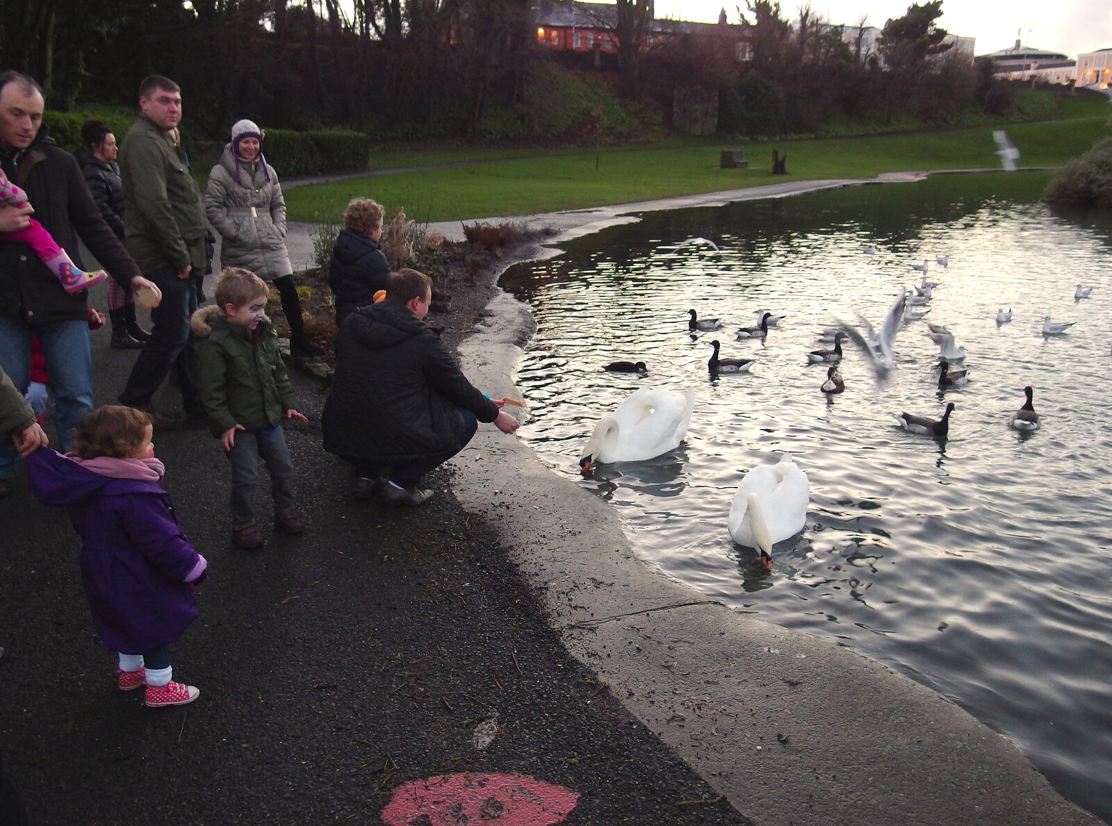 Feeding the swans a ducks from Dun Laoghaire and an Electrical Disaster, Monkstown, County Dublin, Ireland - 4th January 2014