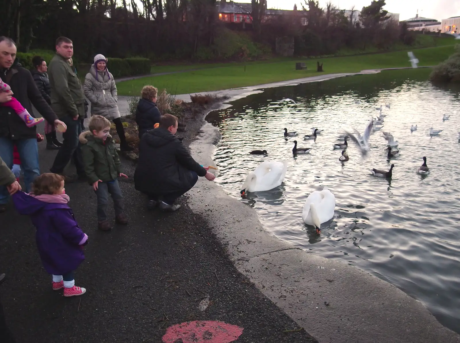 Feeding the swans a ducks, from Dun Laoghaire and an Electrical Disaster, Monkstown, County Dublin, Ireland - 4th January 2014