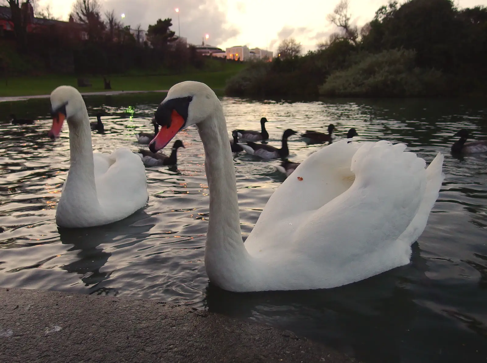 The swans have got attitude, from Dun Laoghaire and an Electrical Disaster, Monkstown, County Dublin, Ireland - 4th January 2014