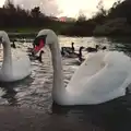 The swans have got attitude, Dun Laoghaire and an Electrical Disaster, Monkstown, County Dublin, Ireland - 4th January 2014